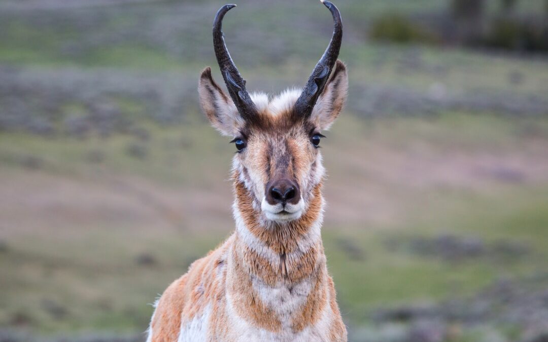 Climate resilience and adaptability is key to Sonoran pronghorn conservation