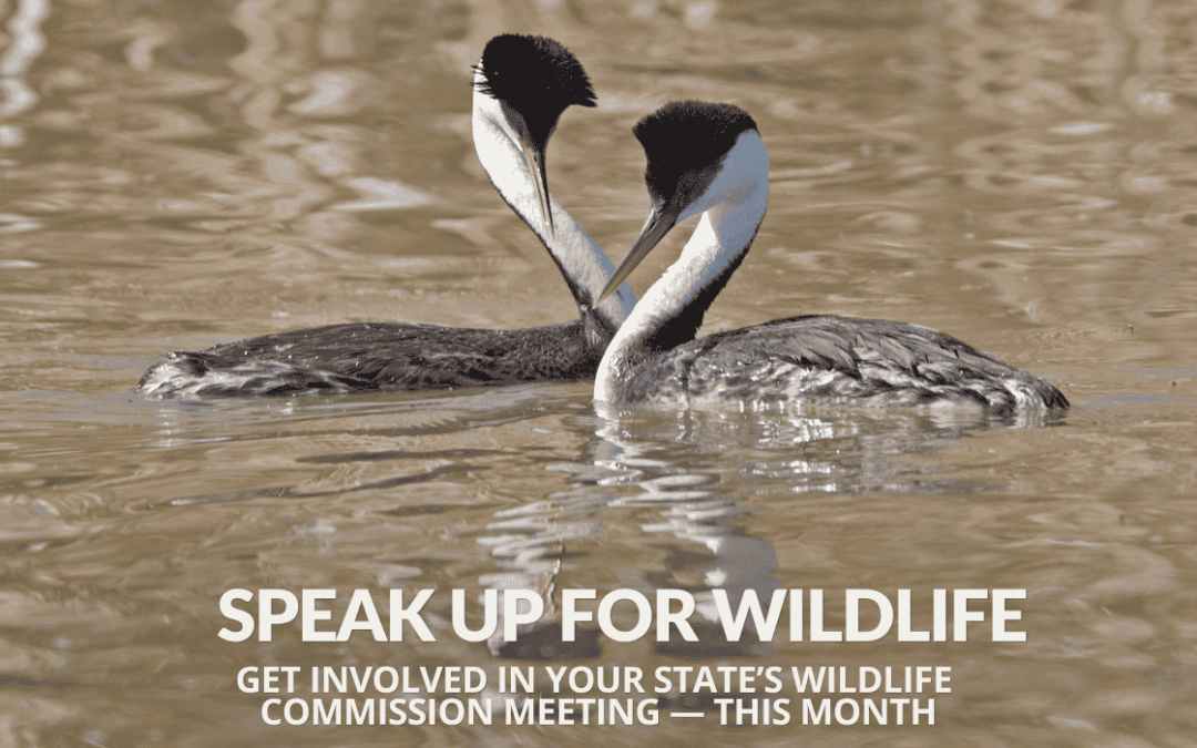 June Wildlife Commission Meetings