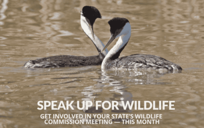 June Wildlife Commission Meetings