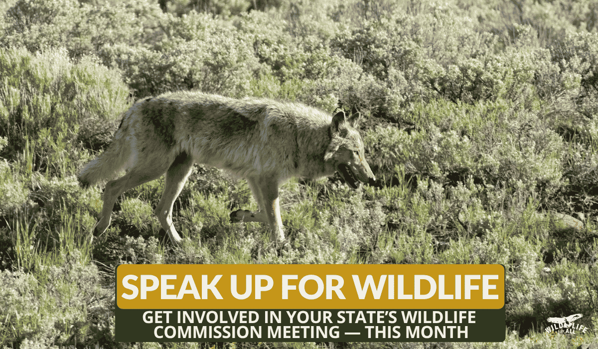 A gray wolf walks in sagebrush. Text on the image reads, Speak up for wildlife, get involved in your state's commission meeting this month." Speak out and take action at June wildlife commission meetings: find dates, states, and resources on this page.