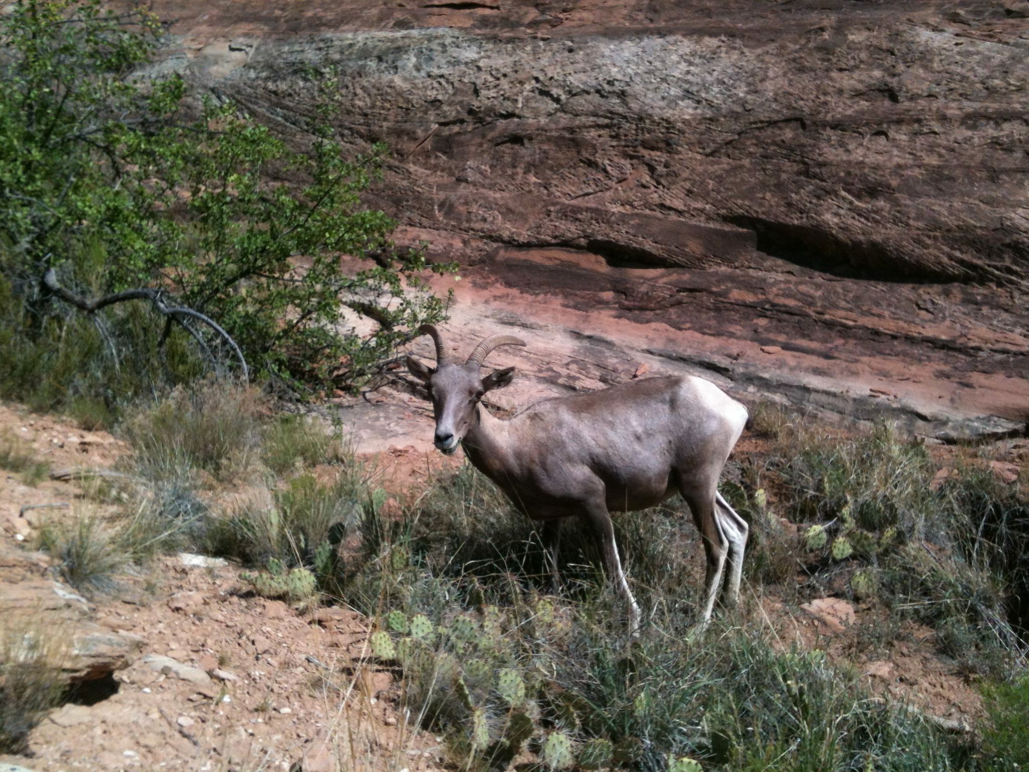 Desert Bighorn Ewe - Colorado
