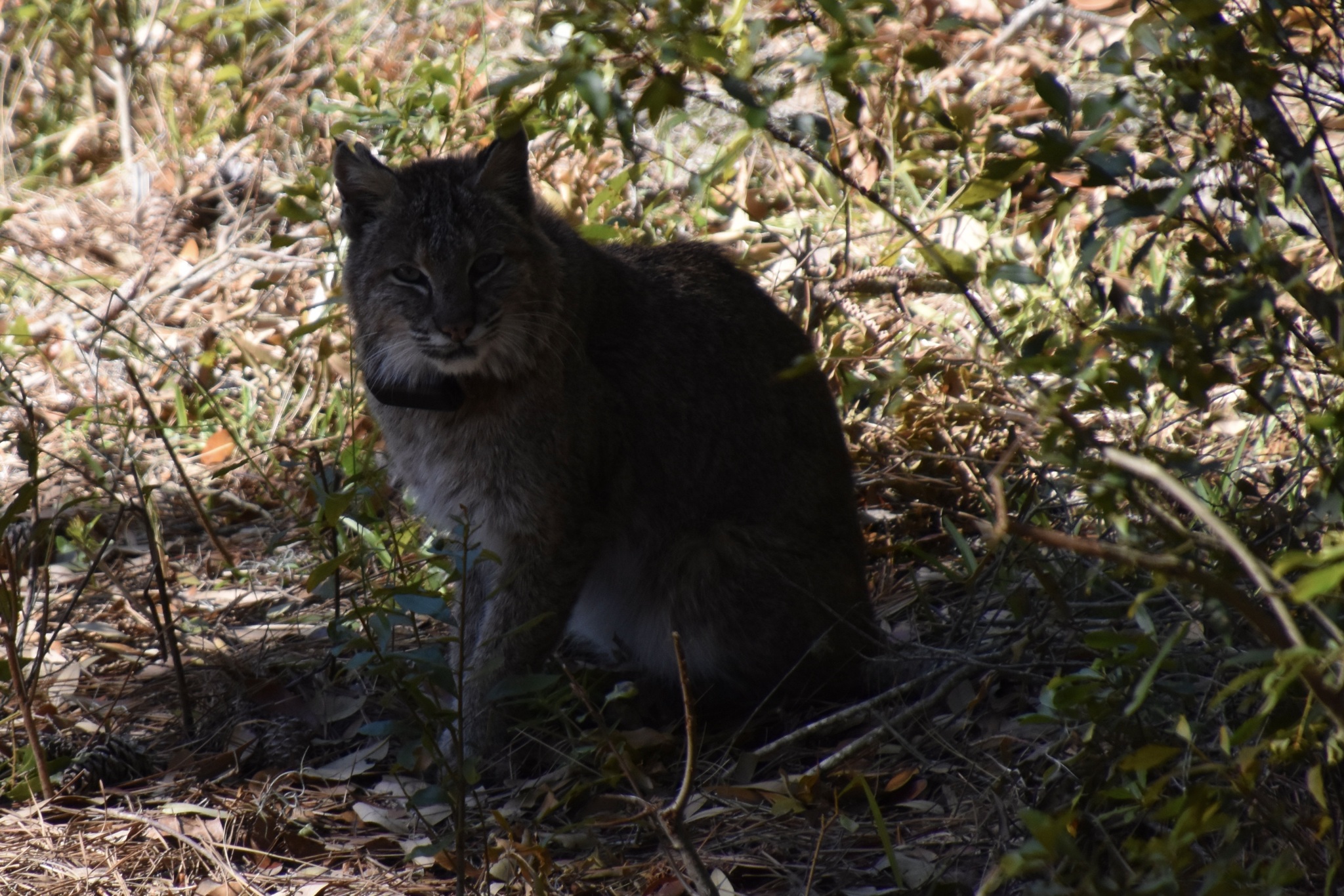 Bobcat on Kiawah Island