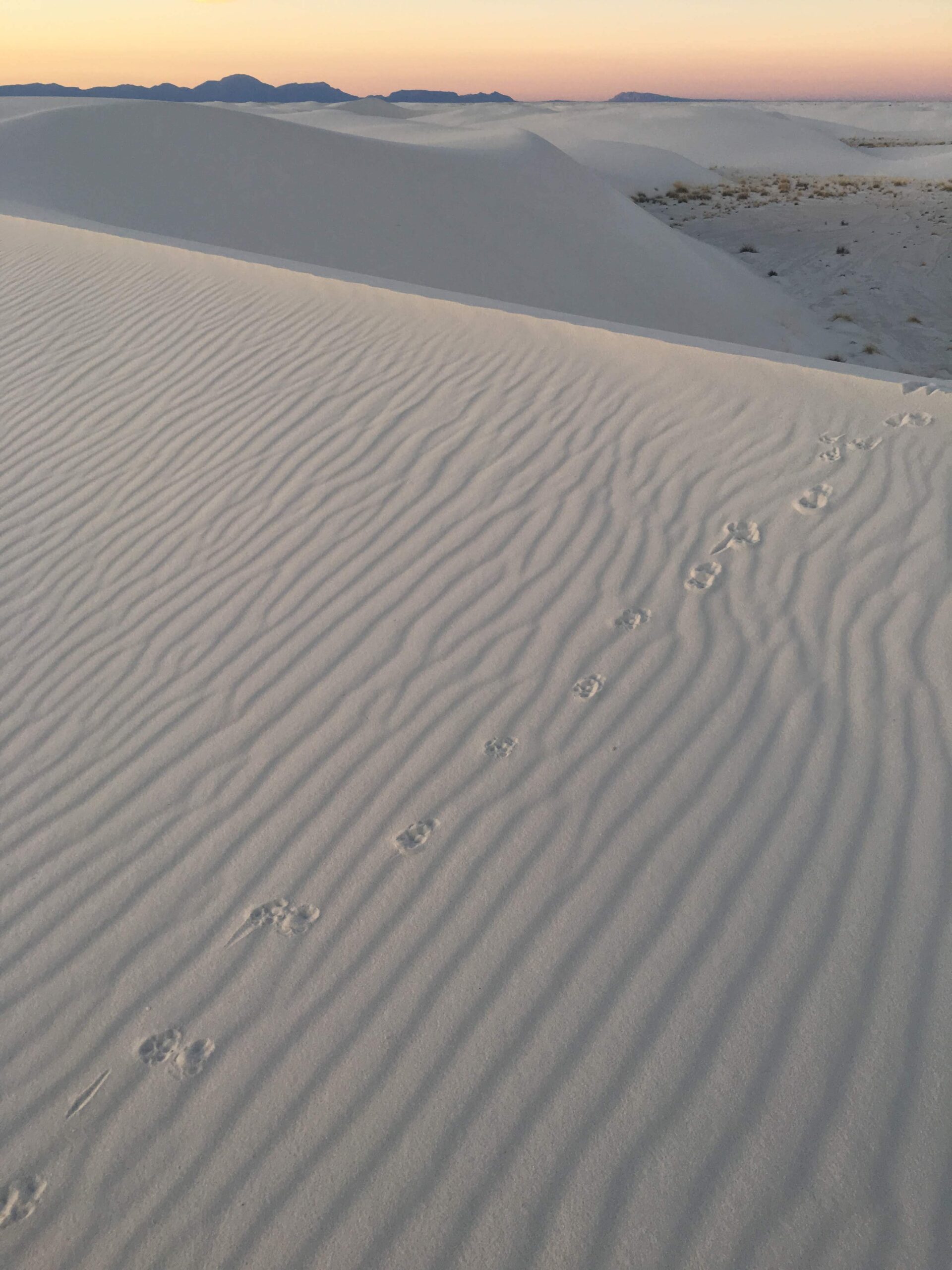 Canid tracks at White Sands National Park