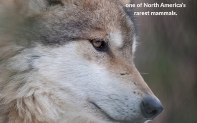 The Importance of a Veto to Mexican Gray Wolf Recovery