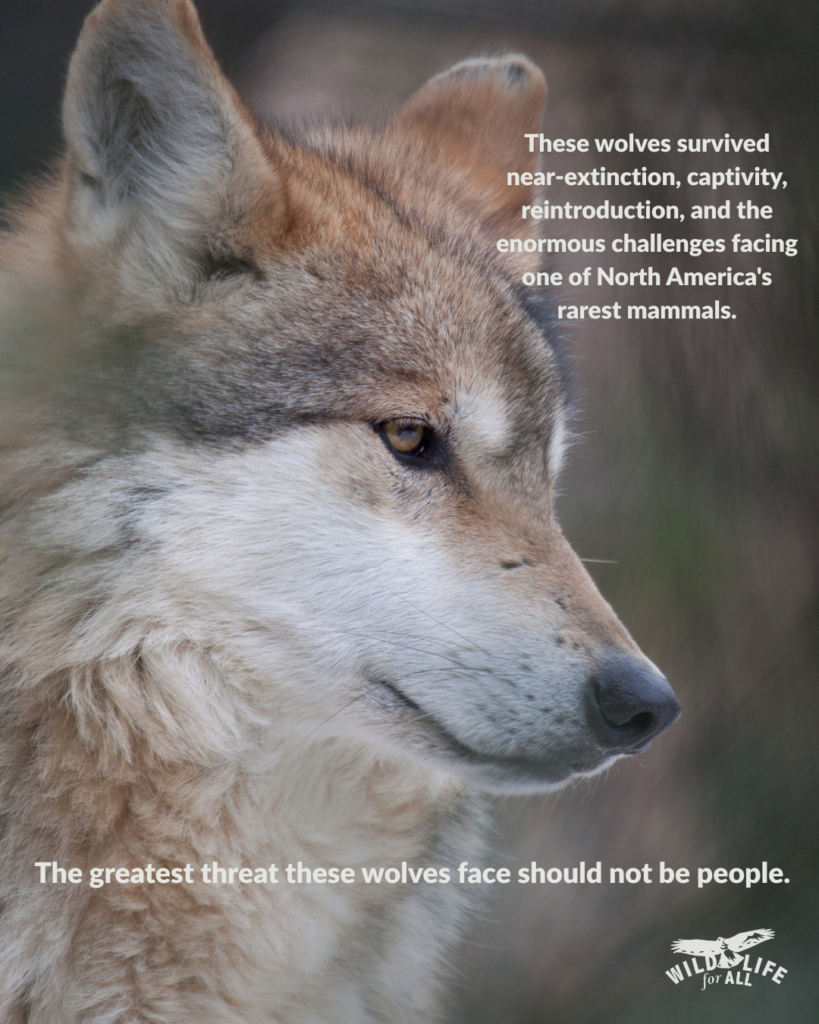 The greatest threats endangered Mexican Gray Wolves (lobos) face should not be people.