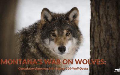 Montana Wolves: Commission Approves 300 Wolf Quota