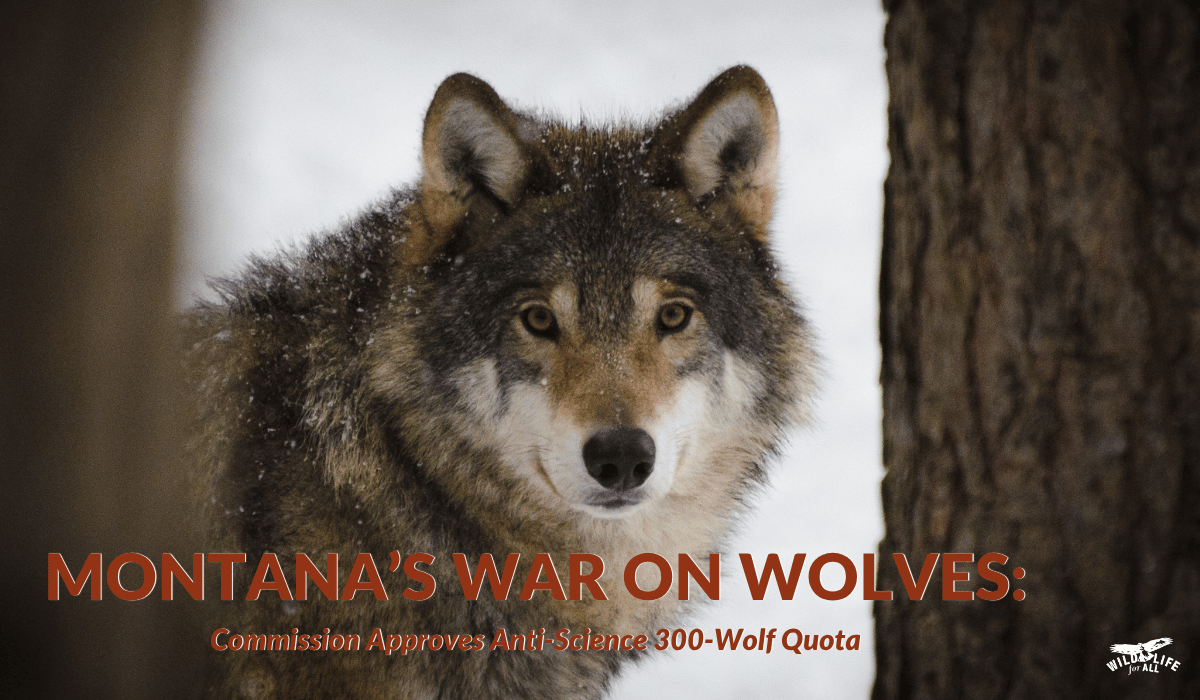 Montana wolves face a 300-wolf kill quota despite overwhelming public opposition and concerns about flawed population data.