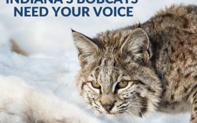 Take Action: Speak Up for Indiana Bobcats