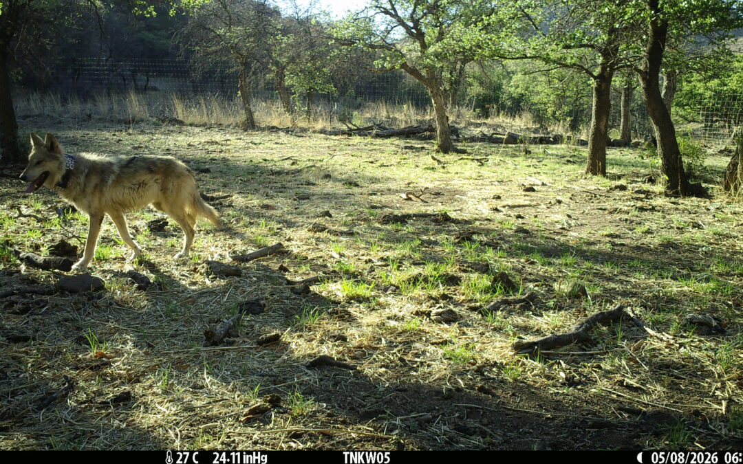 Image of Mexican gray wolf Flor.