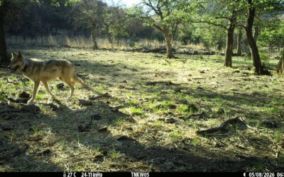 Another Mexican Gray Wolf Crosses U.S.-Mexico Border, Underscoring Need for Action Against Border Infrastructure