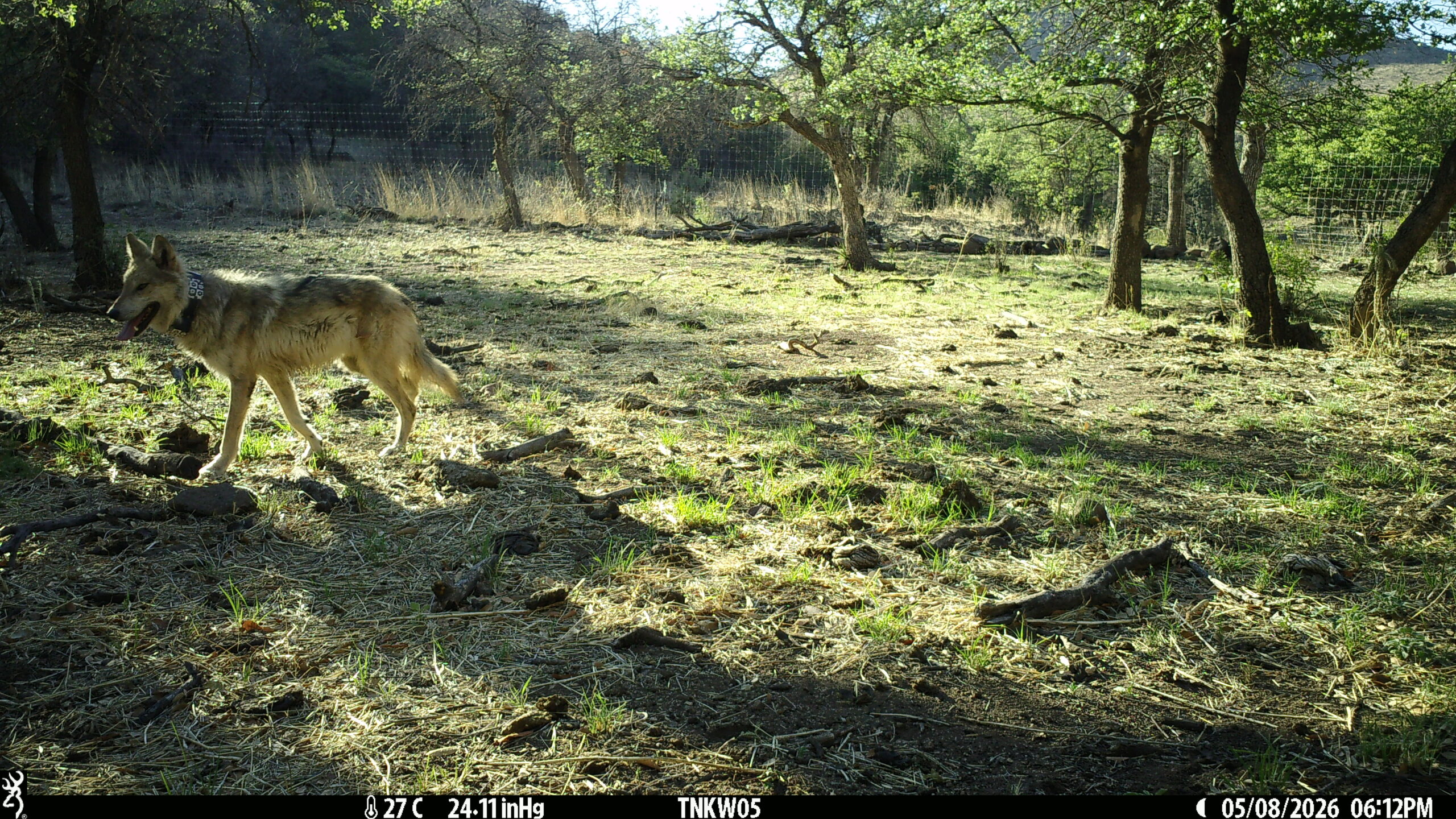 Image of Mexican gray wolf Flor.