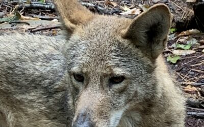 Coyote coexistence and red wolf conservation intersect