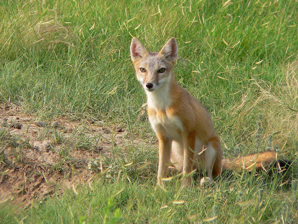 A swift fox sits in the shortgrass prairie in Kansas.